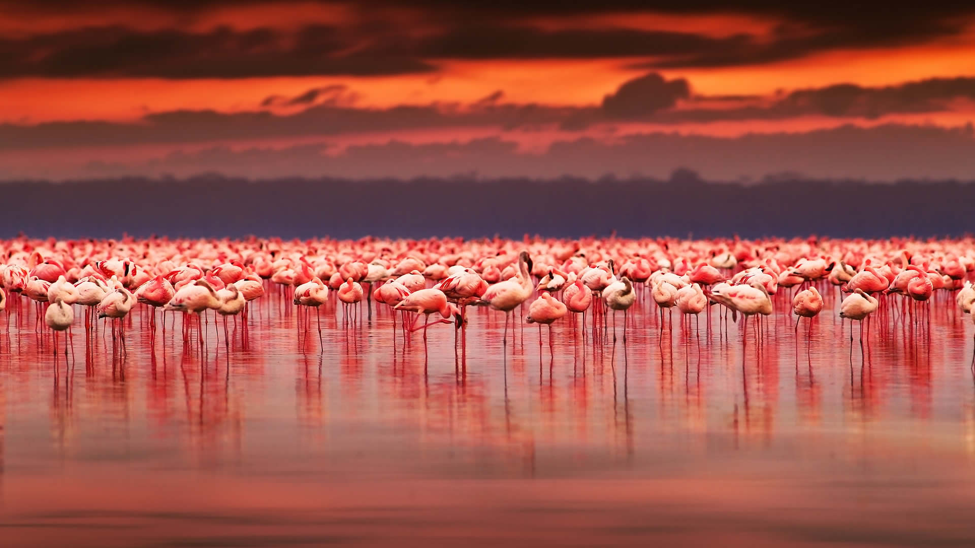 lake nakuru national park