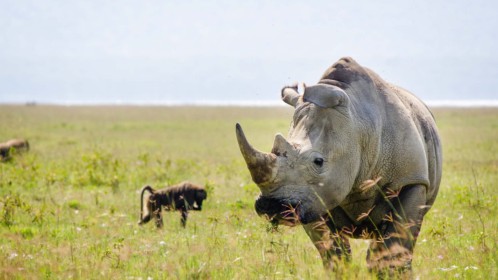 lake nakuru national park