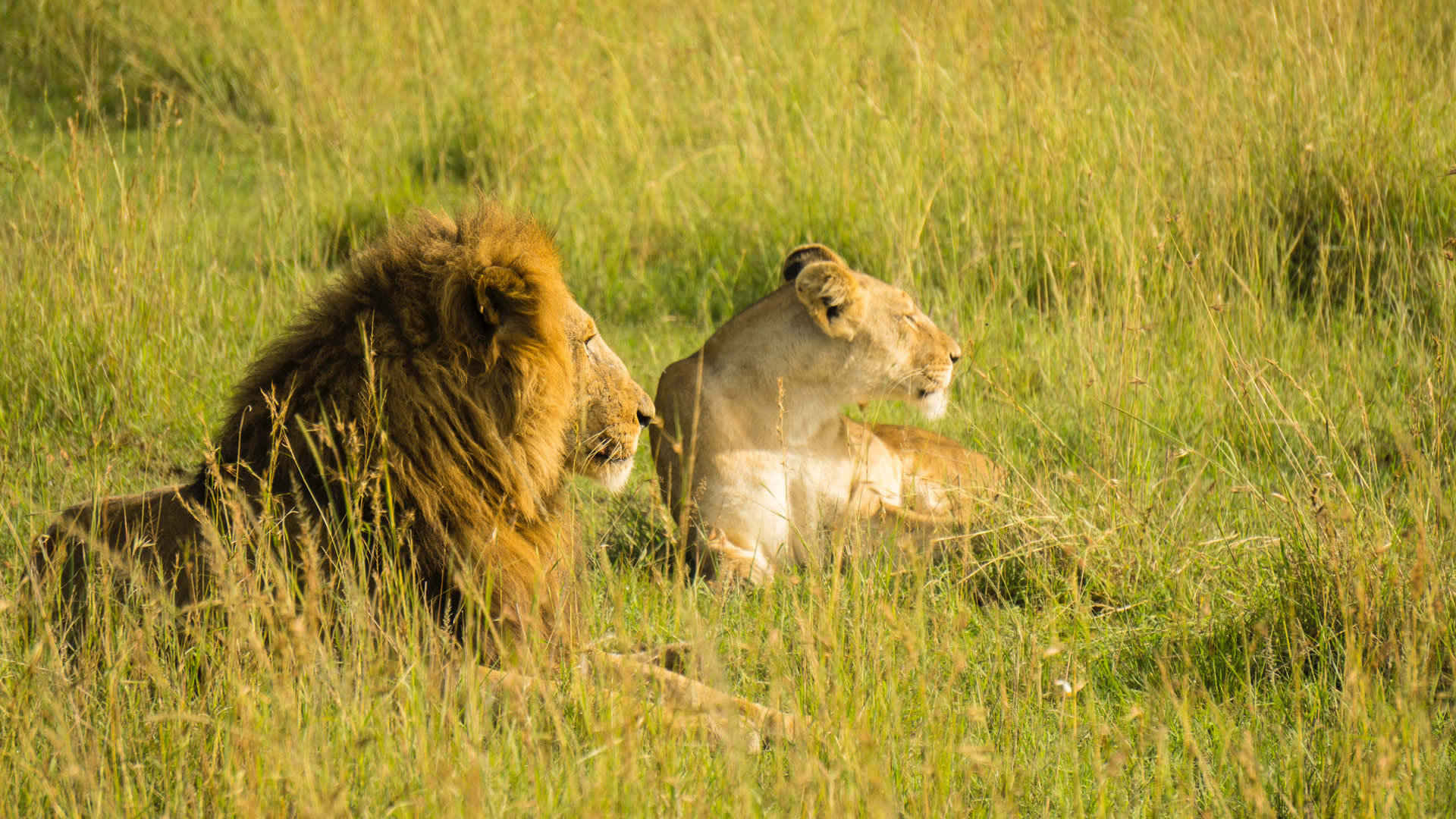 maasai mara game reserve