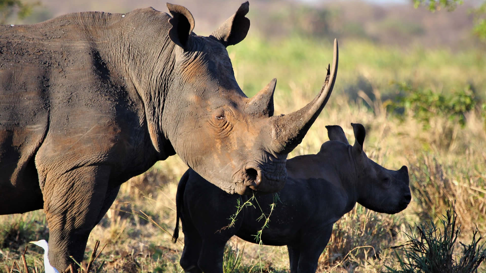 meru national park