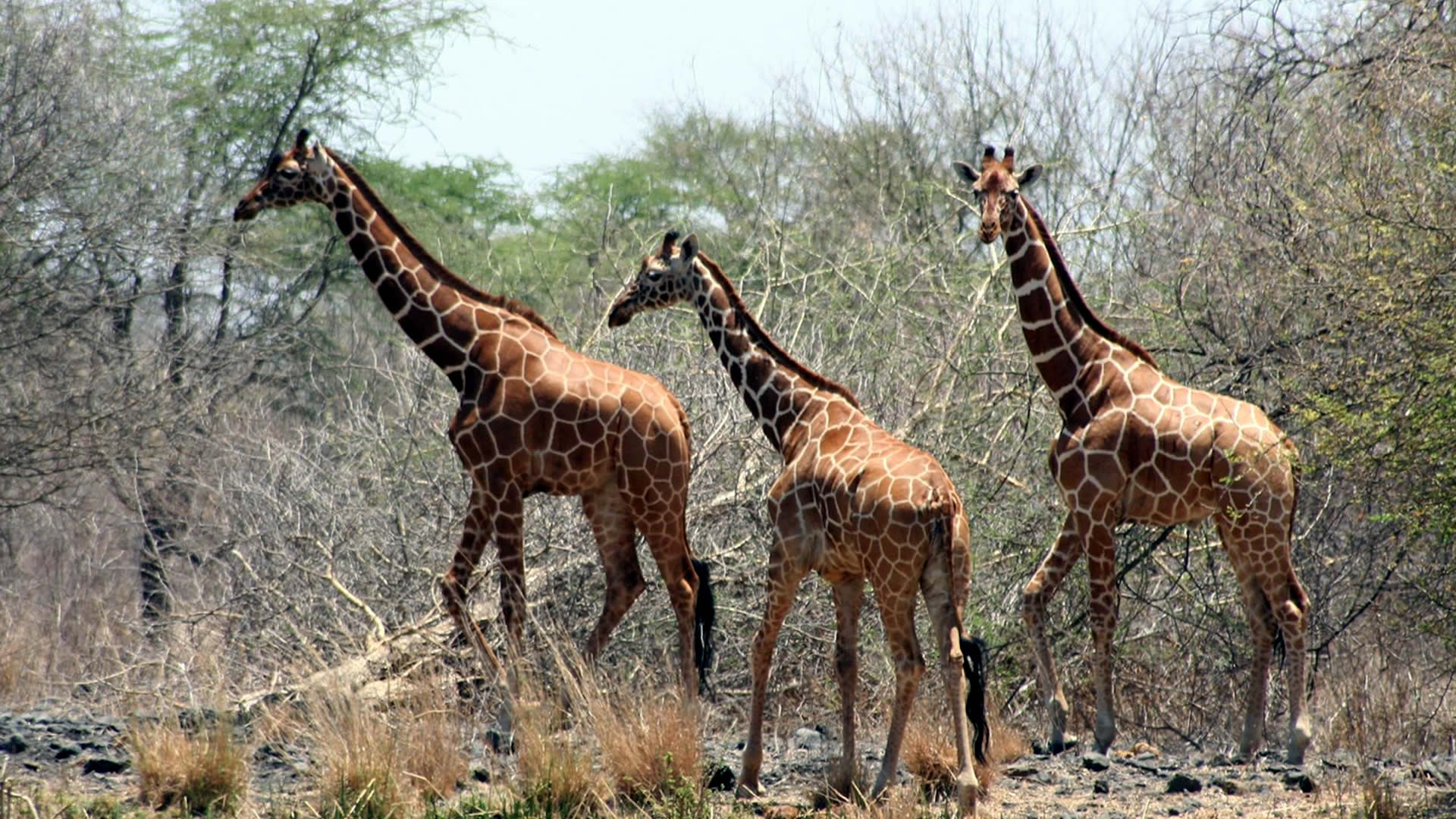 meru national park