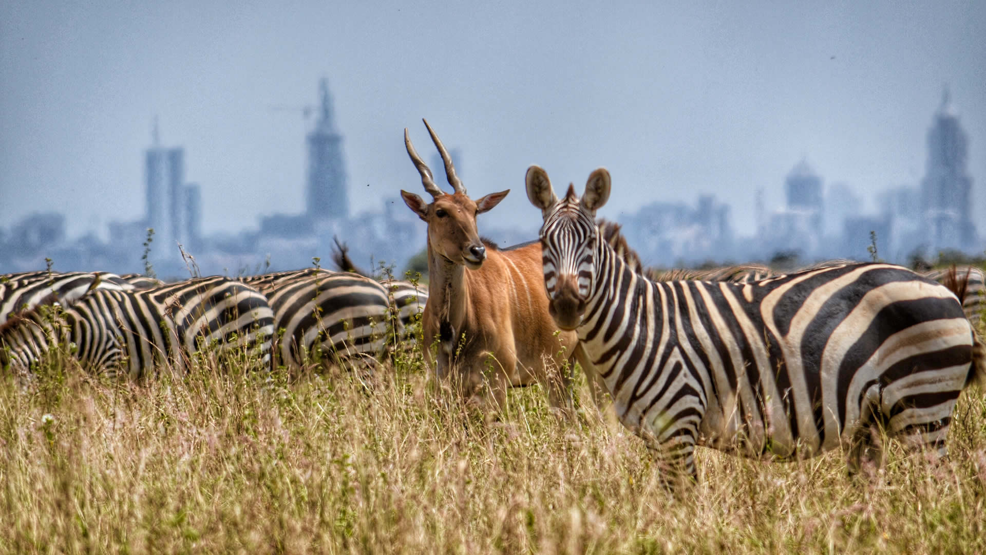 nairobi national park