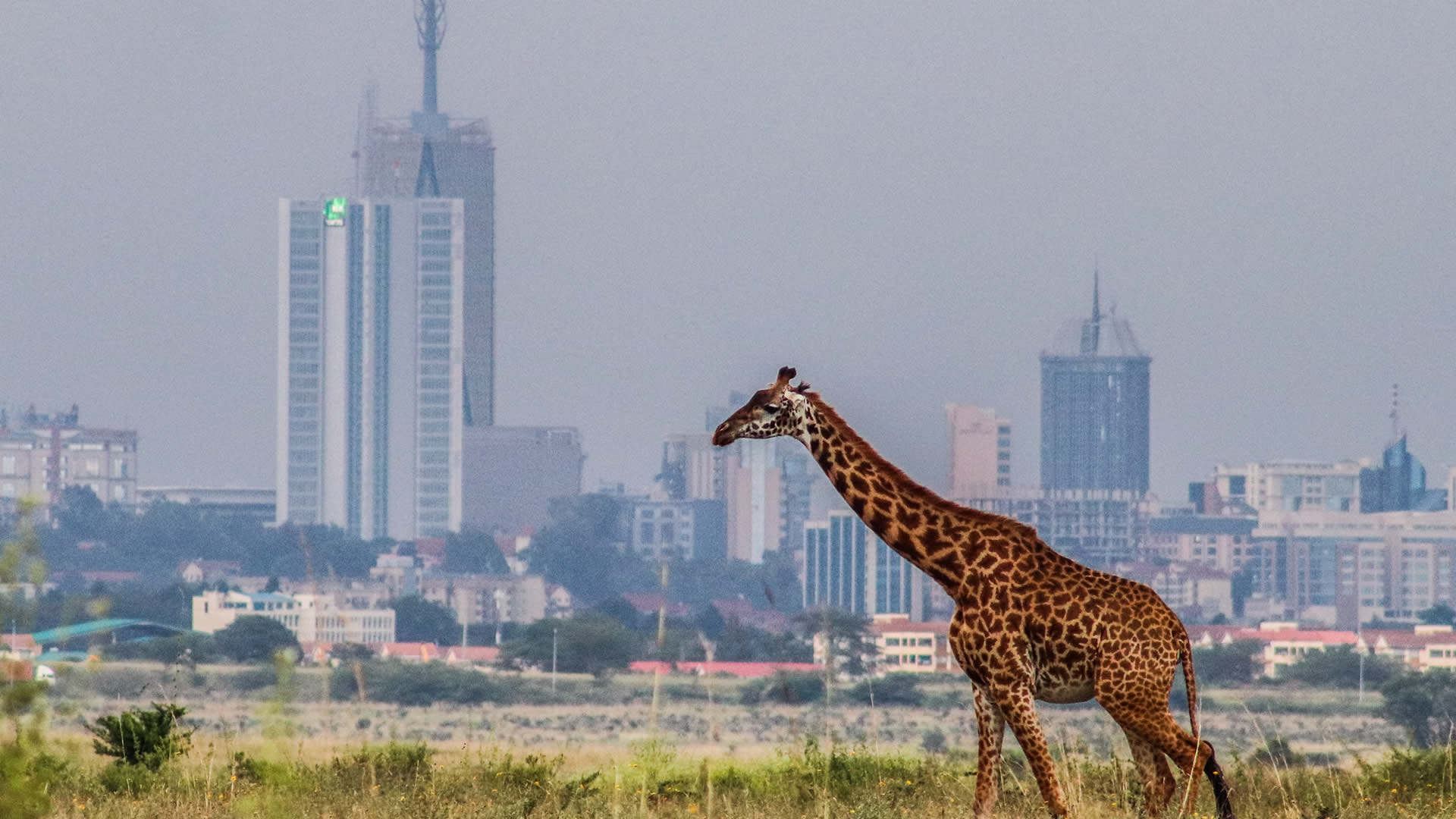 nairobi national park