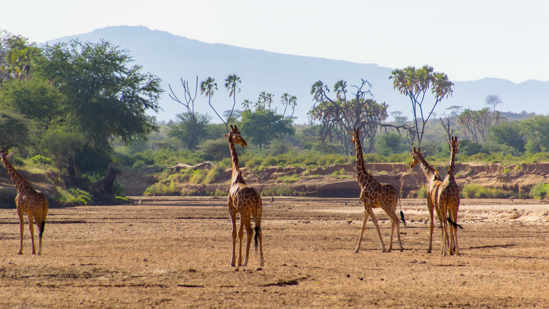 samburu national reserve