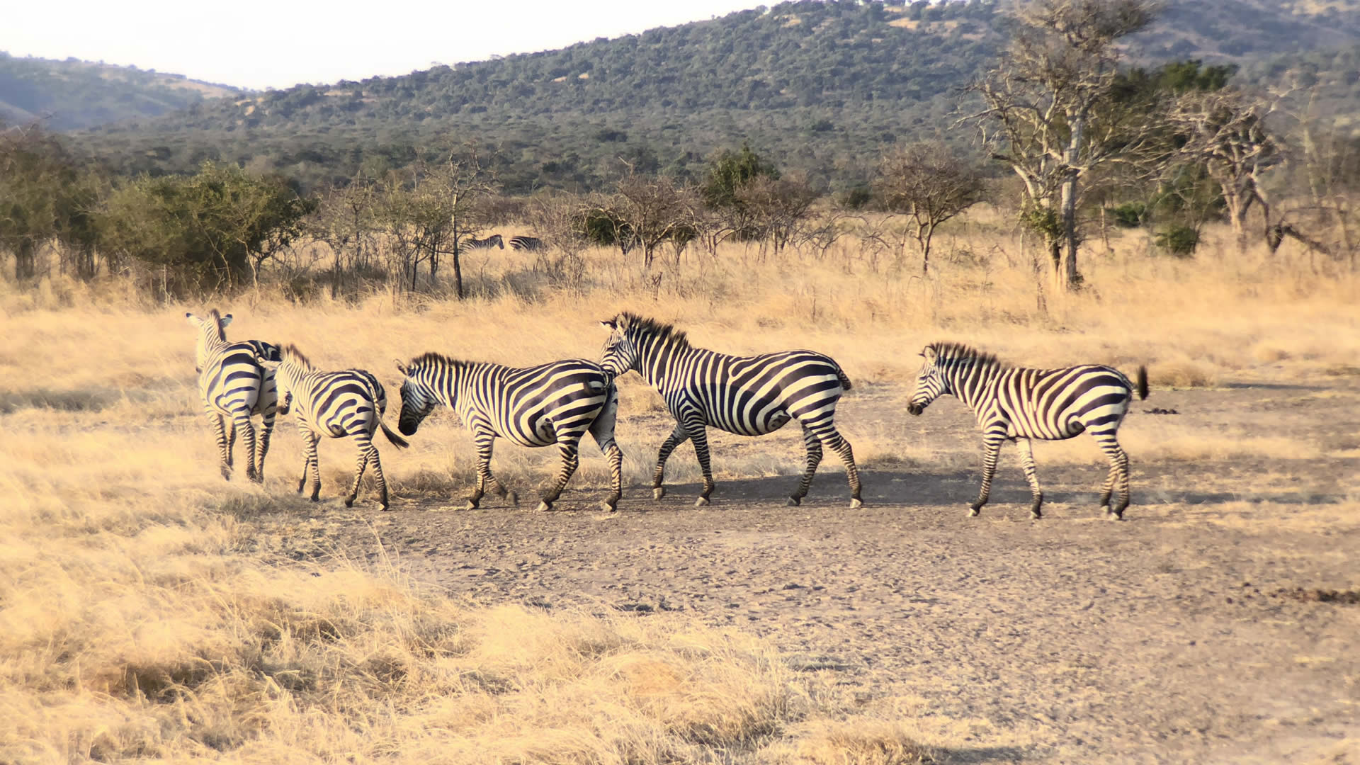 akagera national park