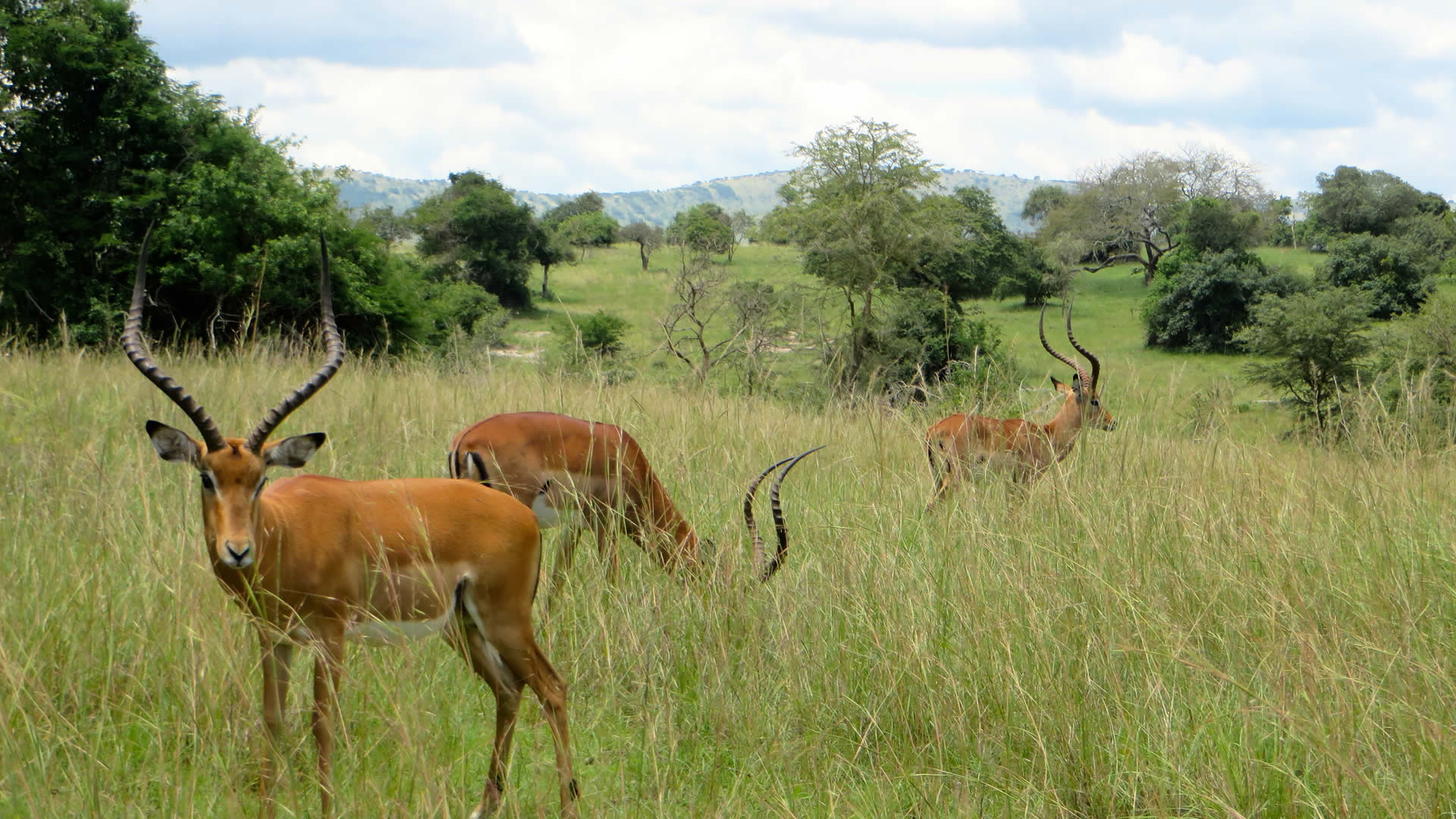 akagera national park