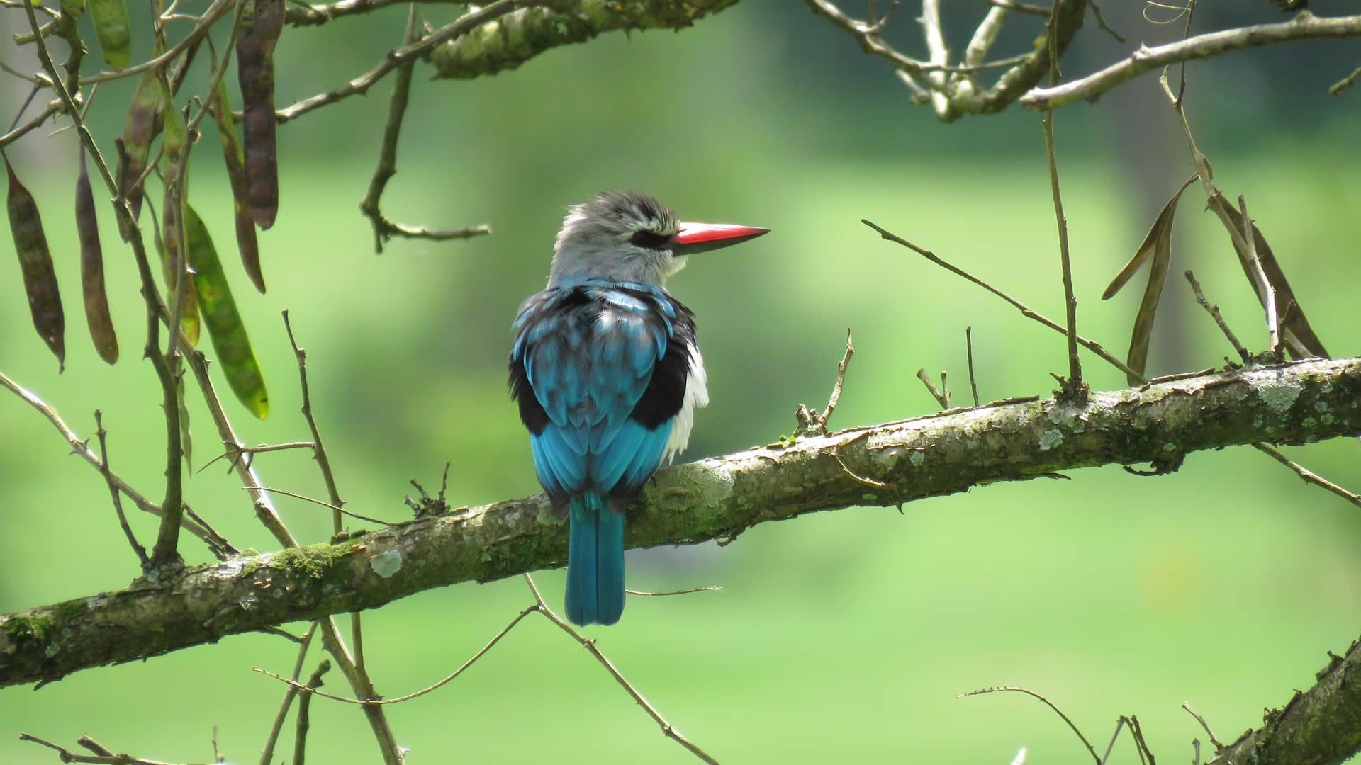 gishwati mukura national park