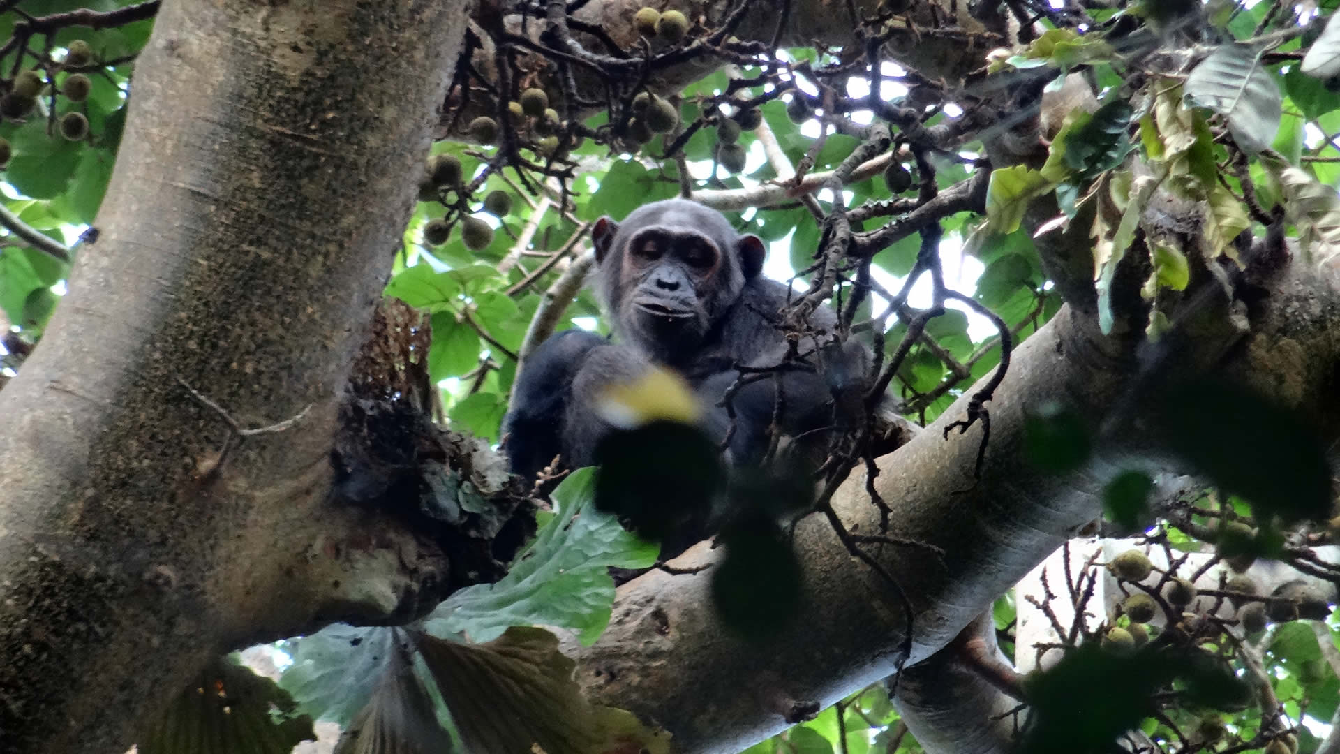 nyungwe forest national park