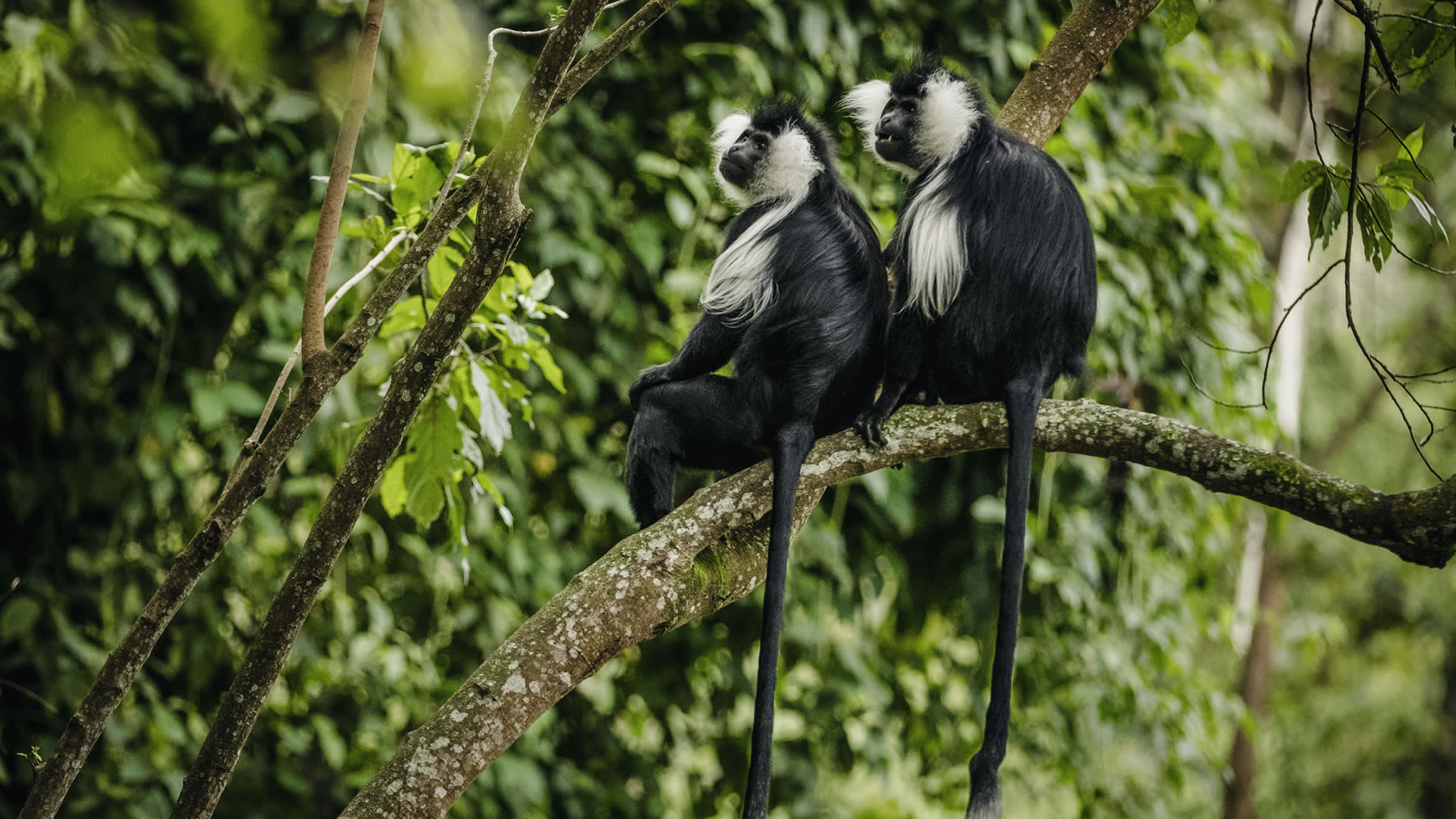 nyungwe forest national park