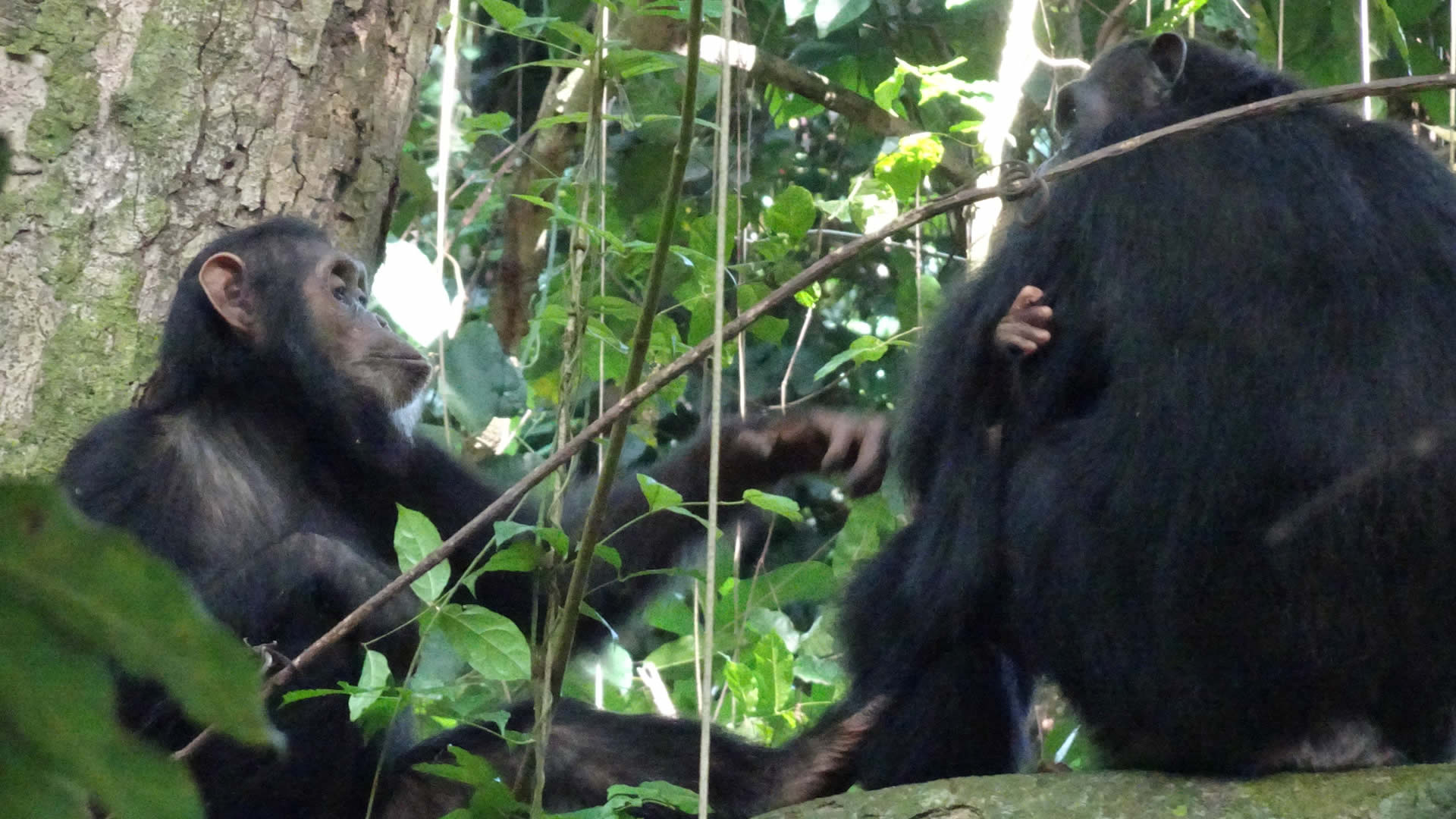 gombe national park