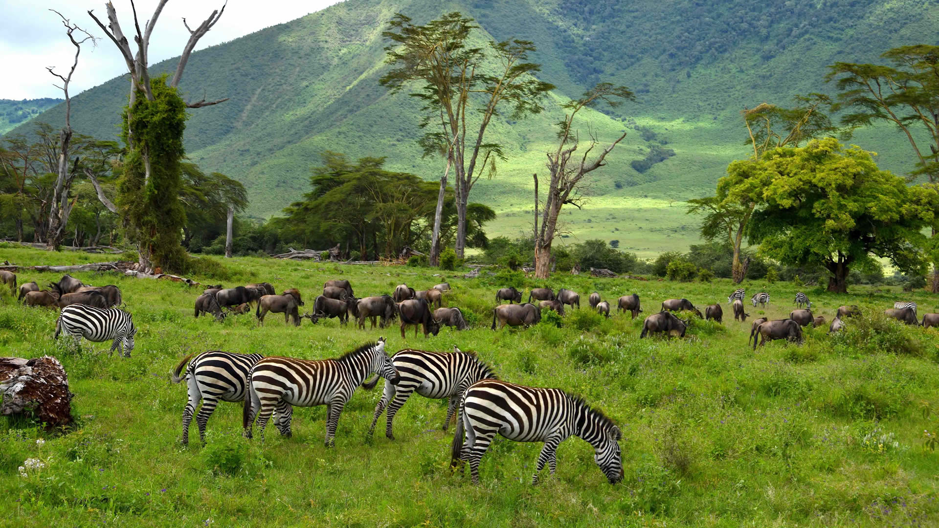 ngorongoro conservation area