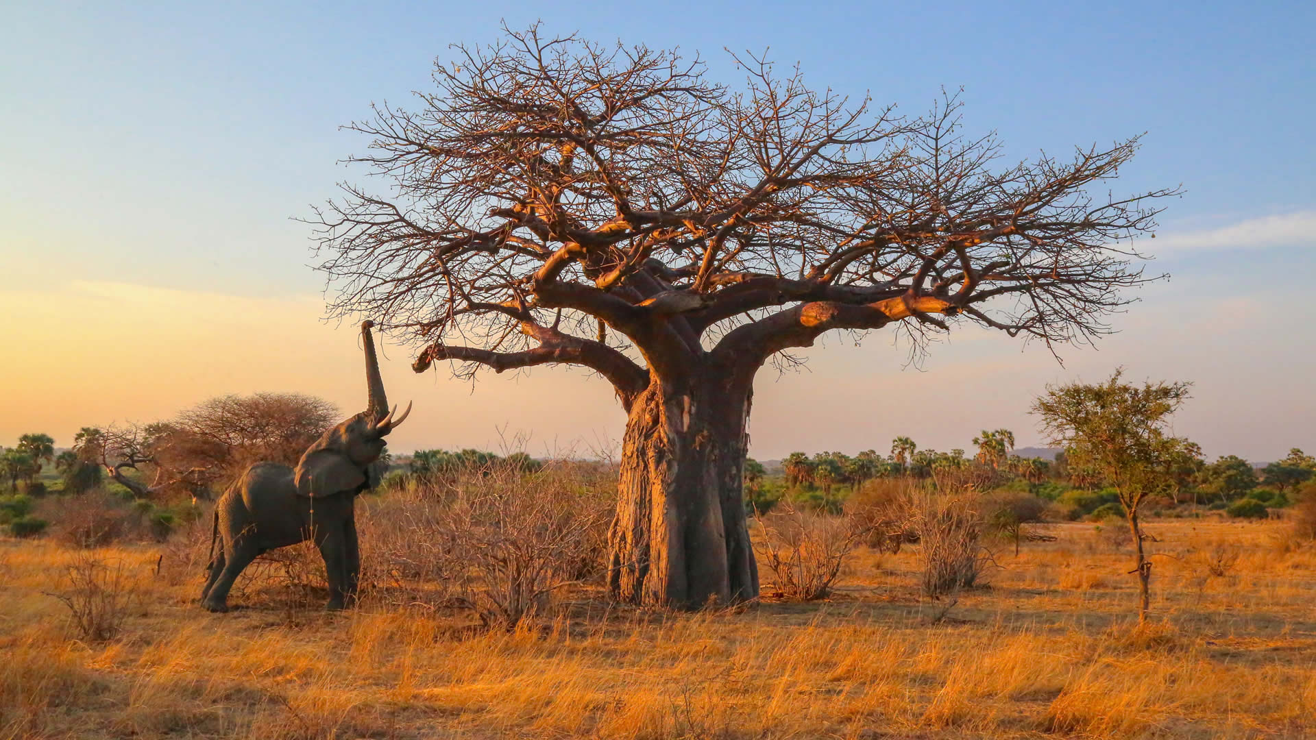 ruaha national park