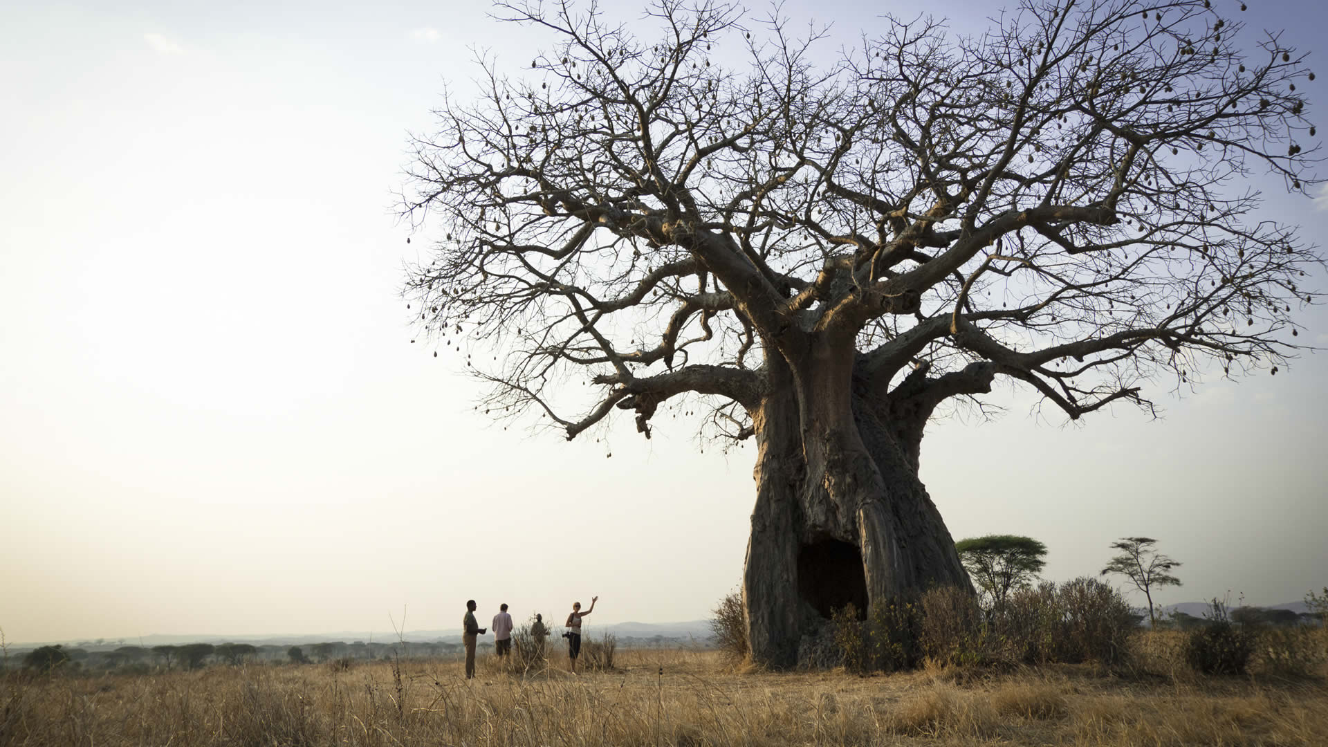 ruaha national park