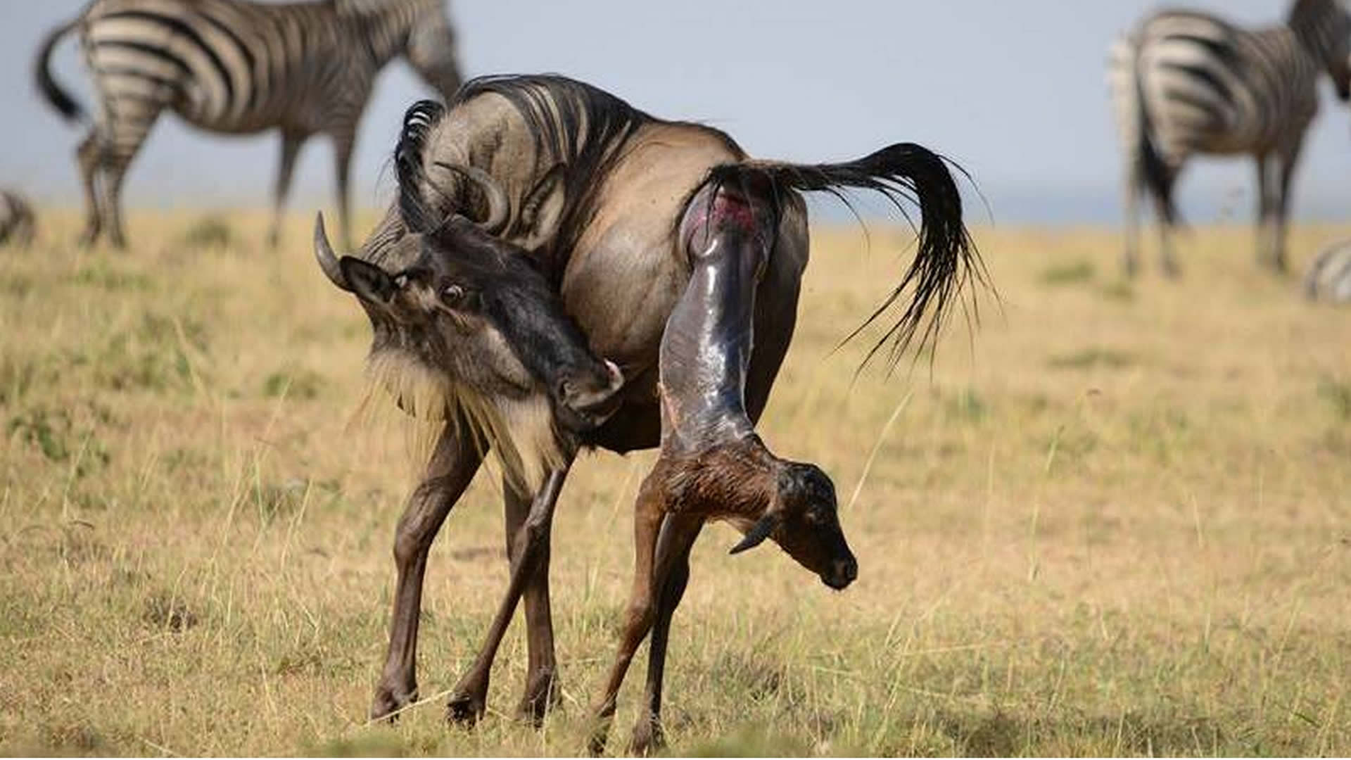 serengeti national park