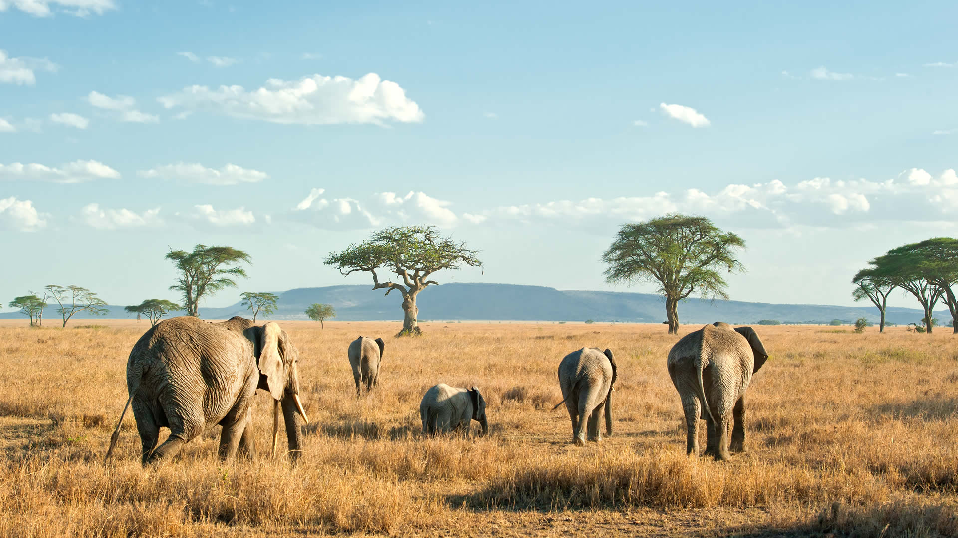 serengeti national park