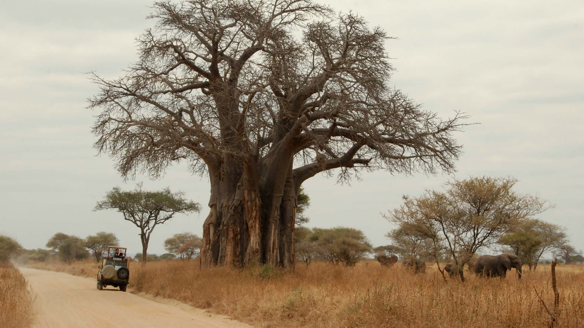 tarangire national park