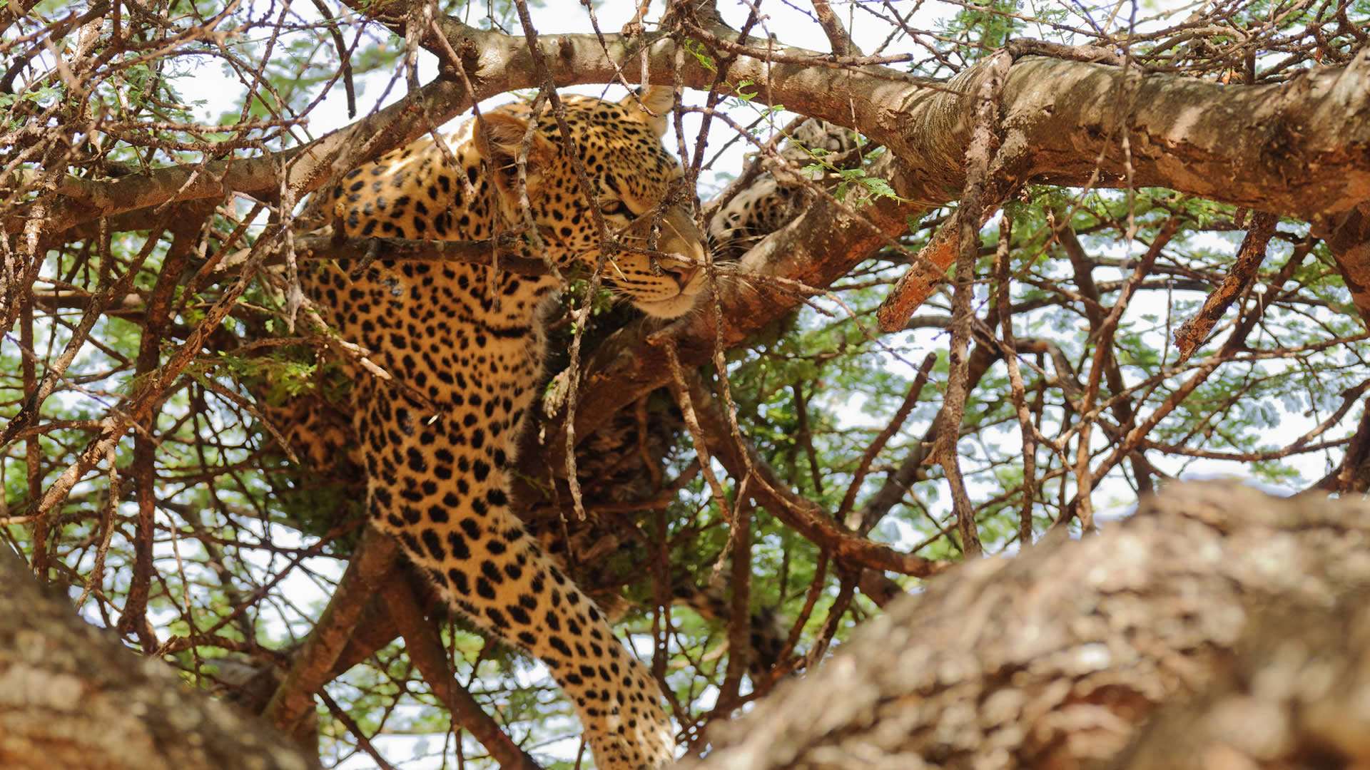 tarangire tarangire park