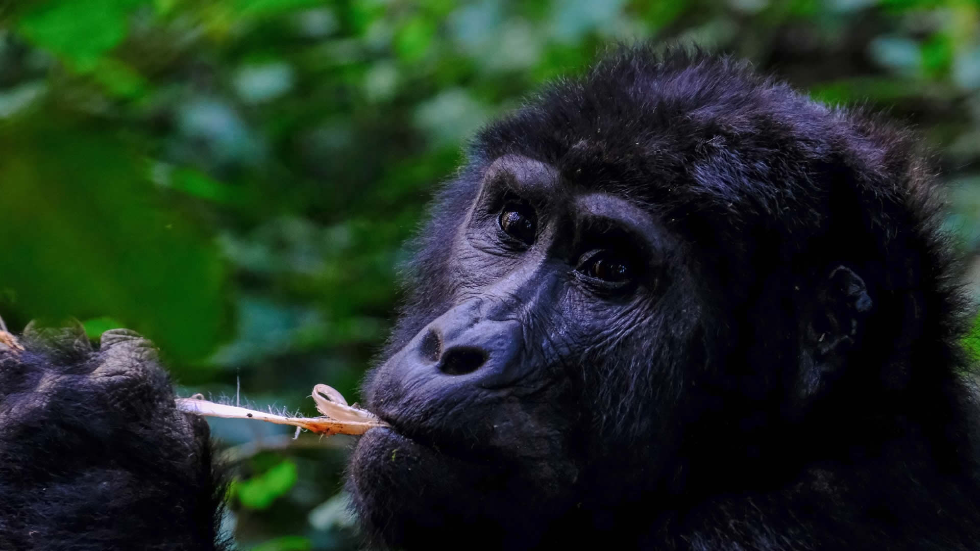 bwindi impenetrable national park