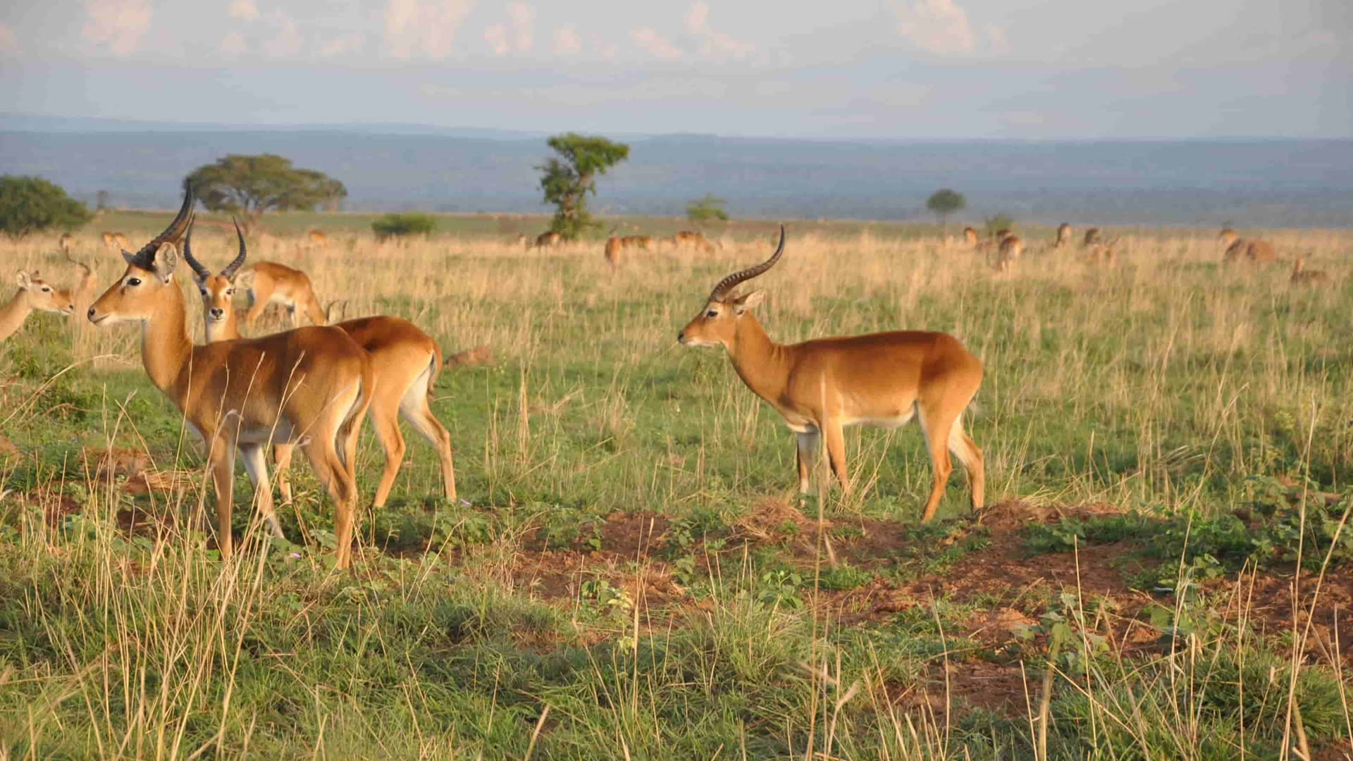 lake mburo national park