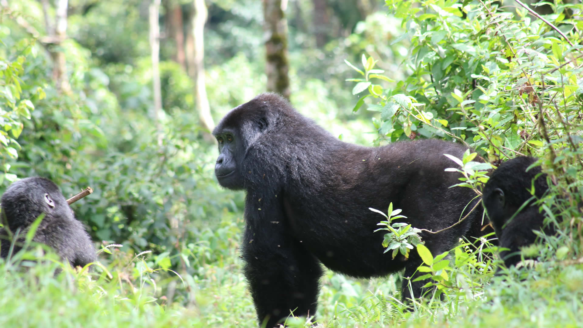 mgahinga gorilla national park