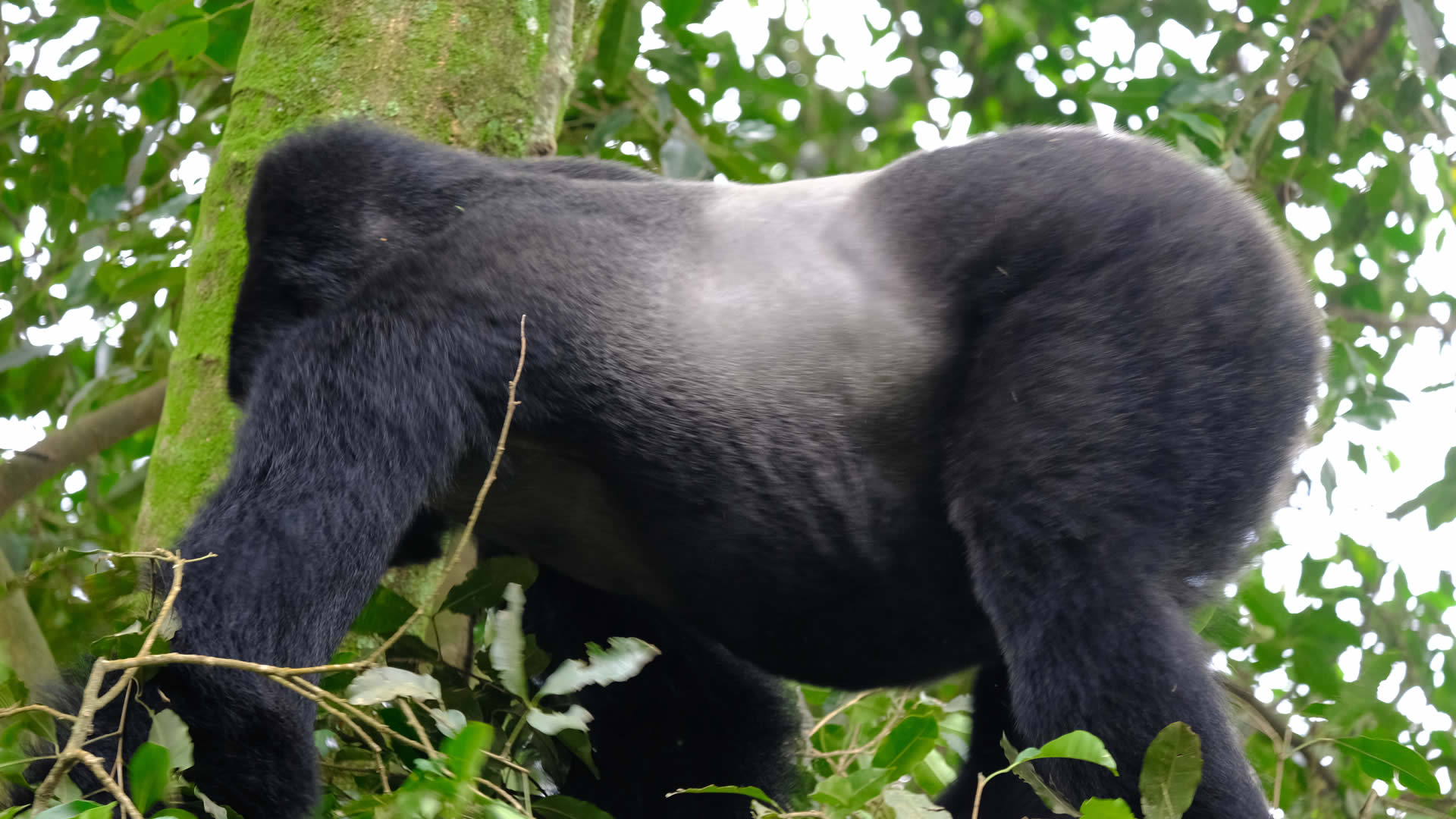 mgahinga gorilla national park