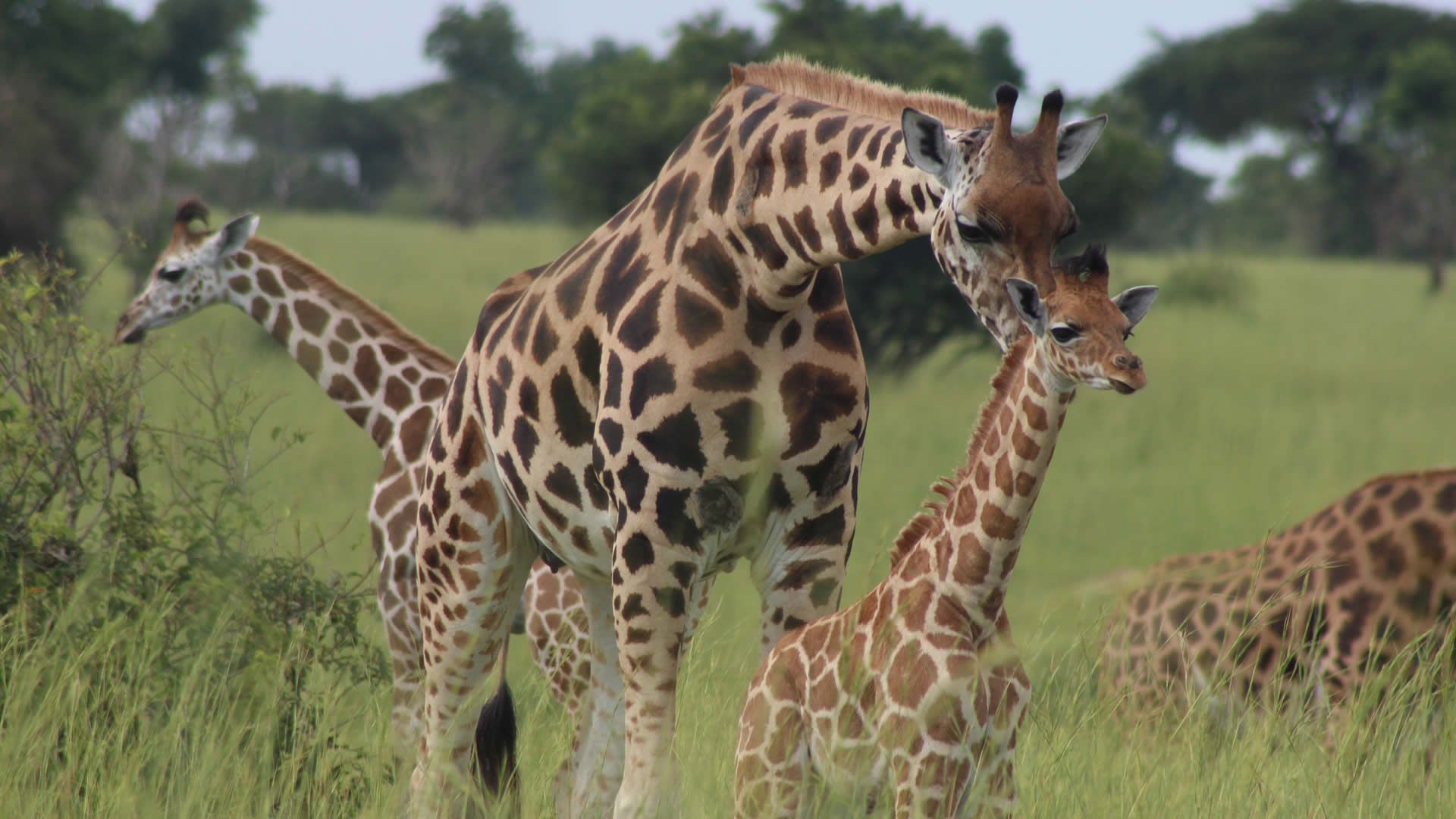 murchison falls national park