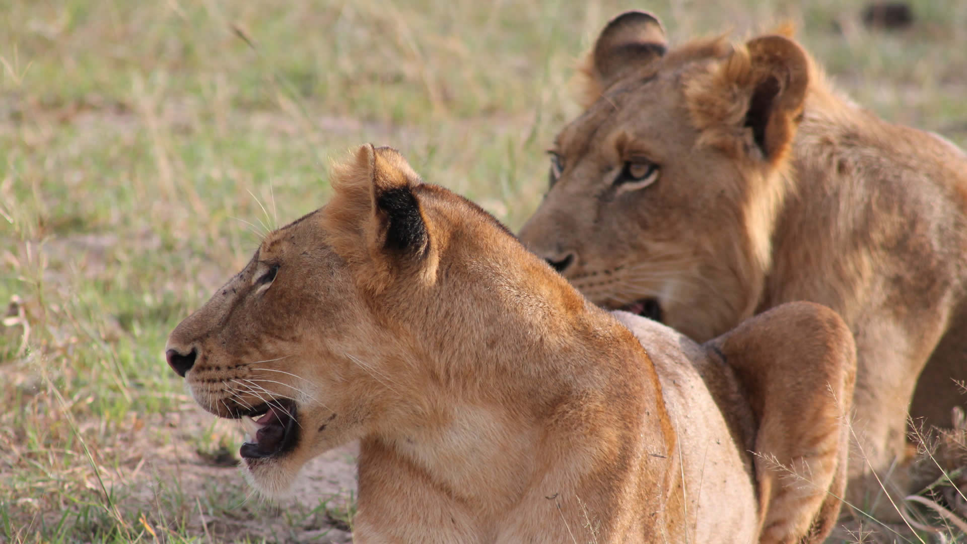 queen elizabeth national park