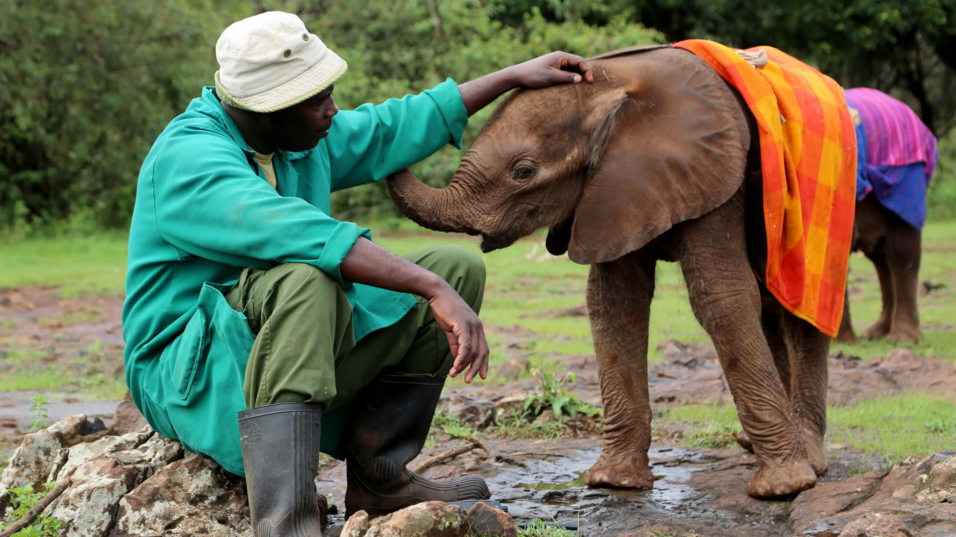 worker tending to a young elephant at david shedricks elephant orphanage