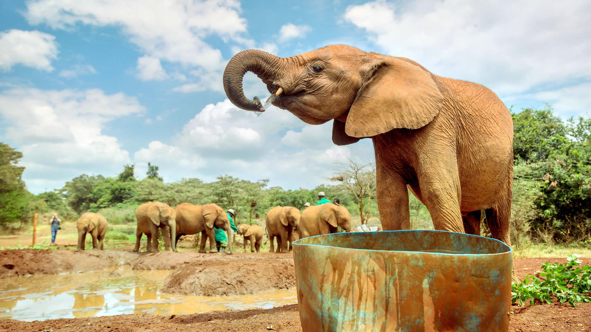 mud pit - playfield for the young elephants