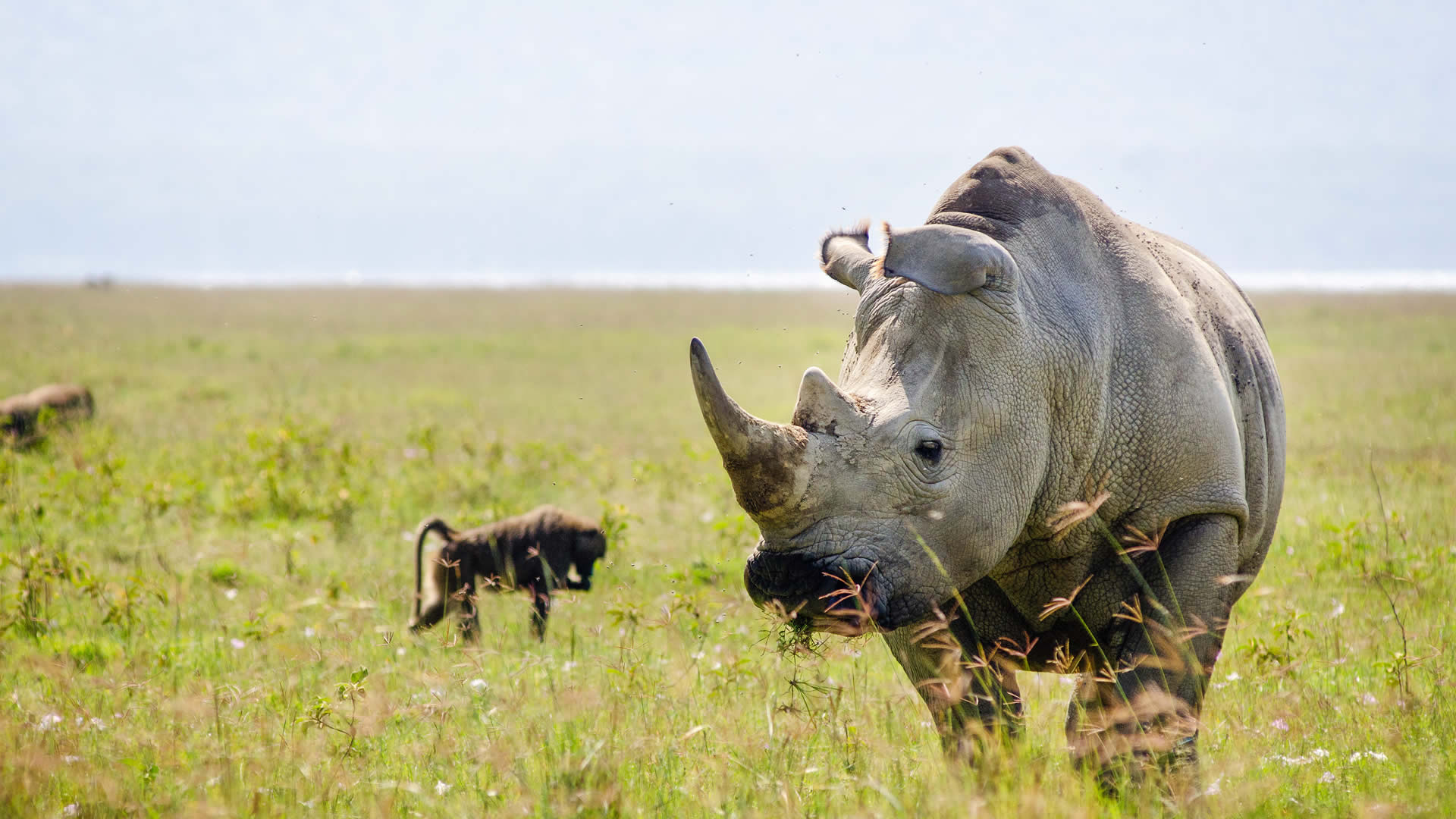 white rhino at lake nakuru national park