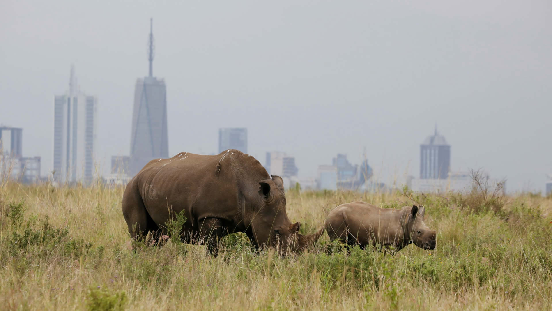 rhinocerous grazing at the nairobi national park