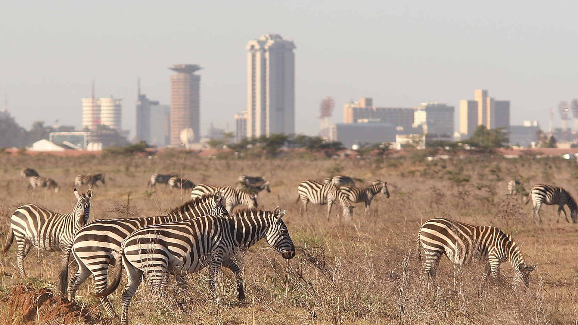 wildlife at the nairobi national park