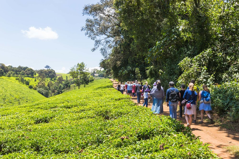 tour of the kiambethu tea farm