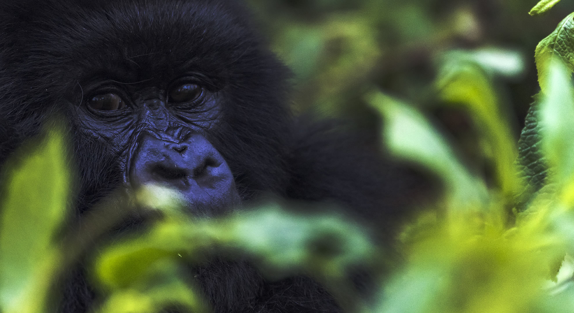 4 days rwanda gorillas in the mist