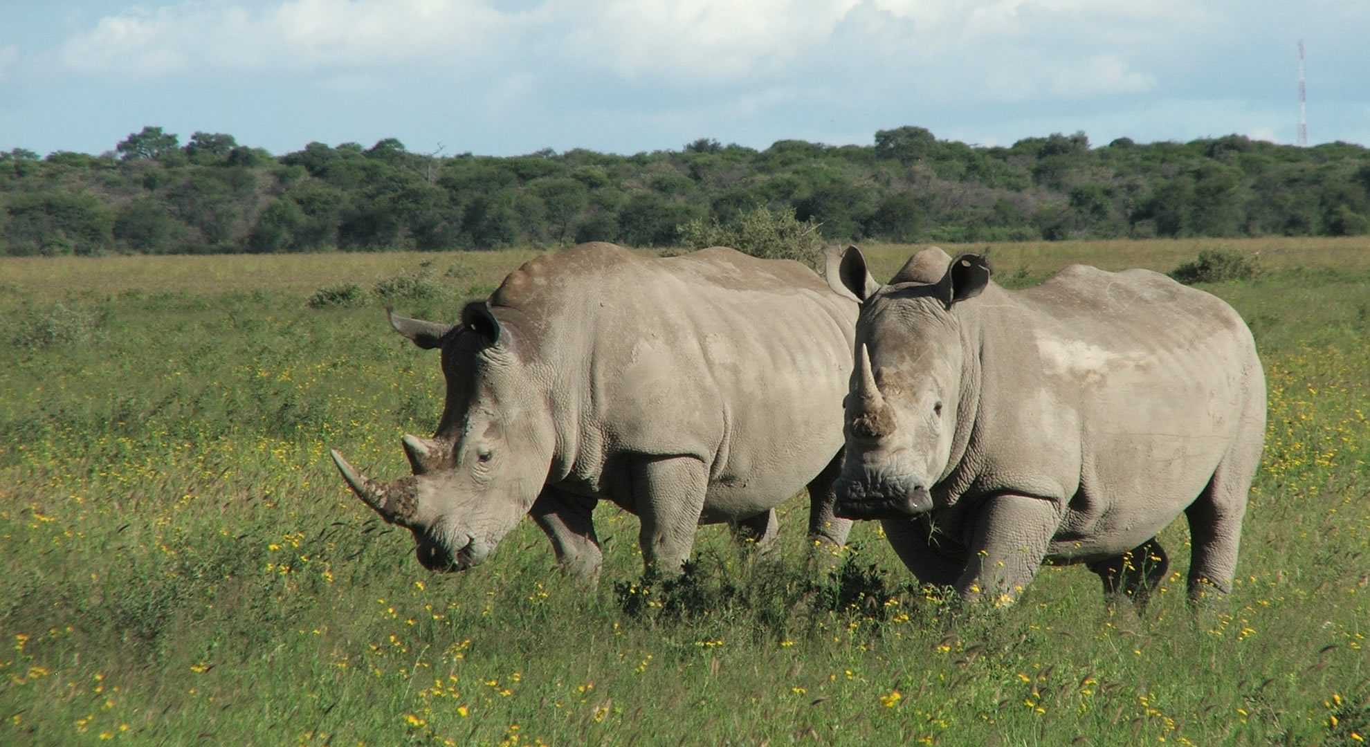 7 days uganda luxury rhino safari