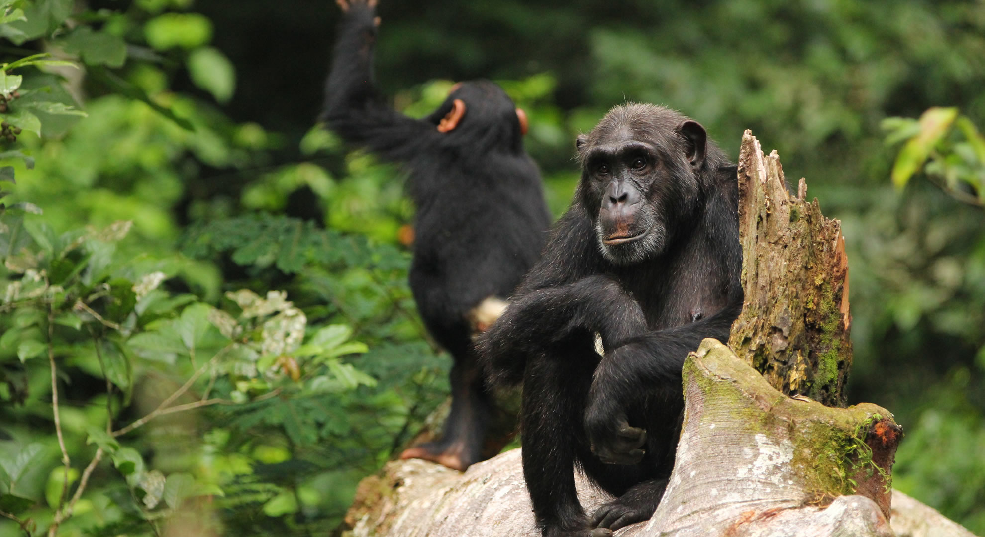 8 days uganda luxury gorilla chimps adventure